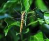 Orthetrum cancellatum